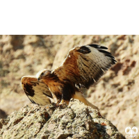 گونه سارگپه پا بلند Long-legged Buzzard